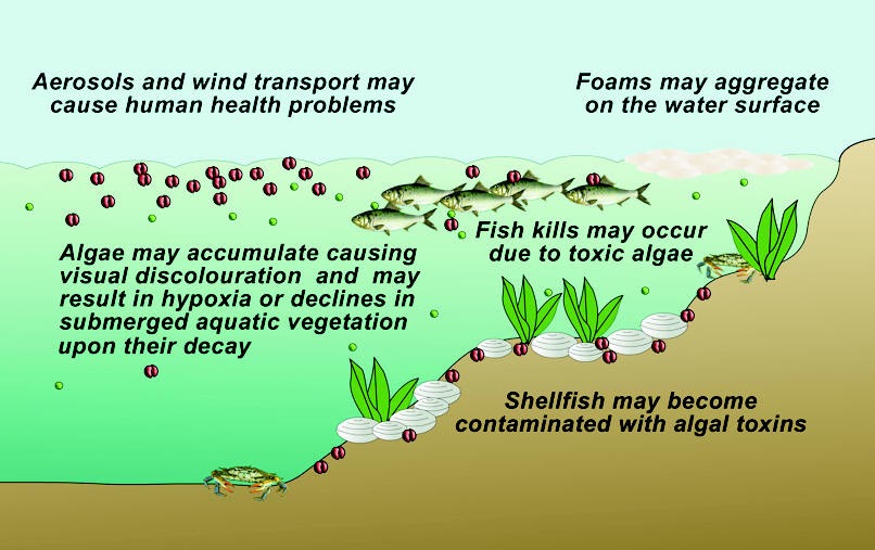 SCIENTIFICT Neurotoxic Shellfish Poisoning