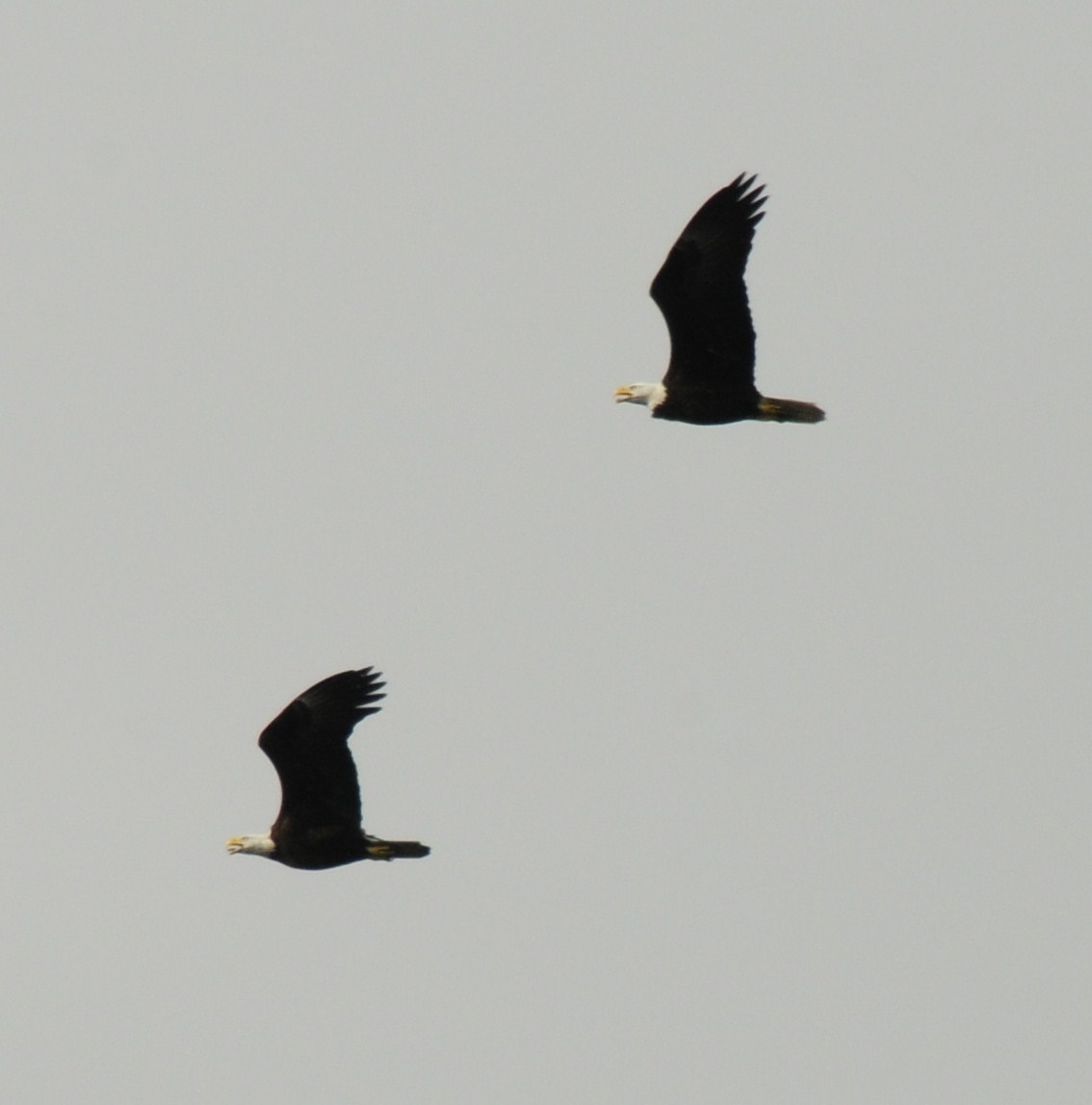 [DEC+09+CAYO+EAGLES+122.JPG]