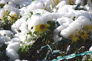 Daisies In December