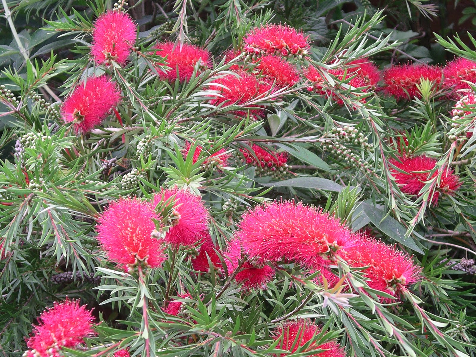 bottlebrush.jpg
