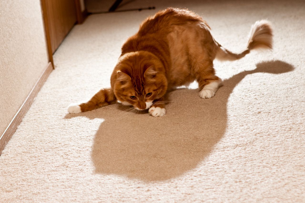 Cat With Lion