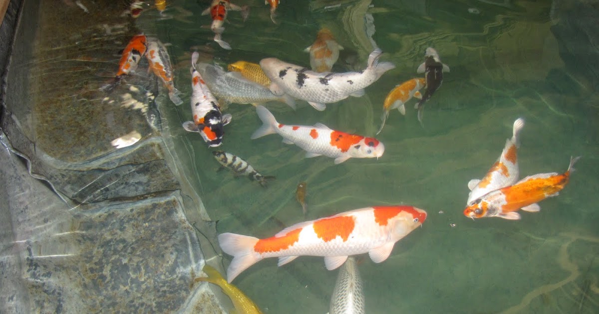 A Gardener in Progress Petting fish at the Watergardens.