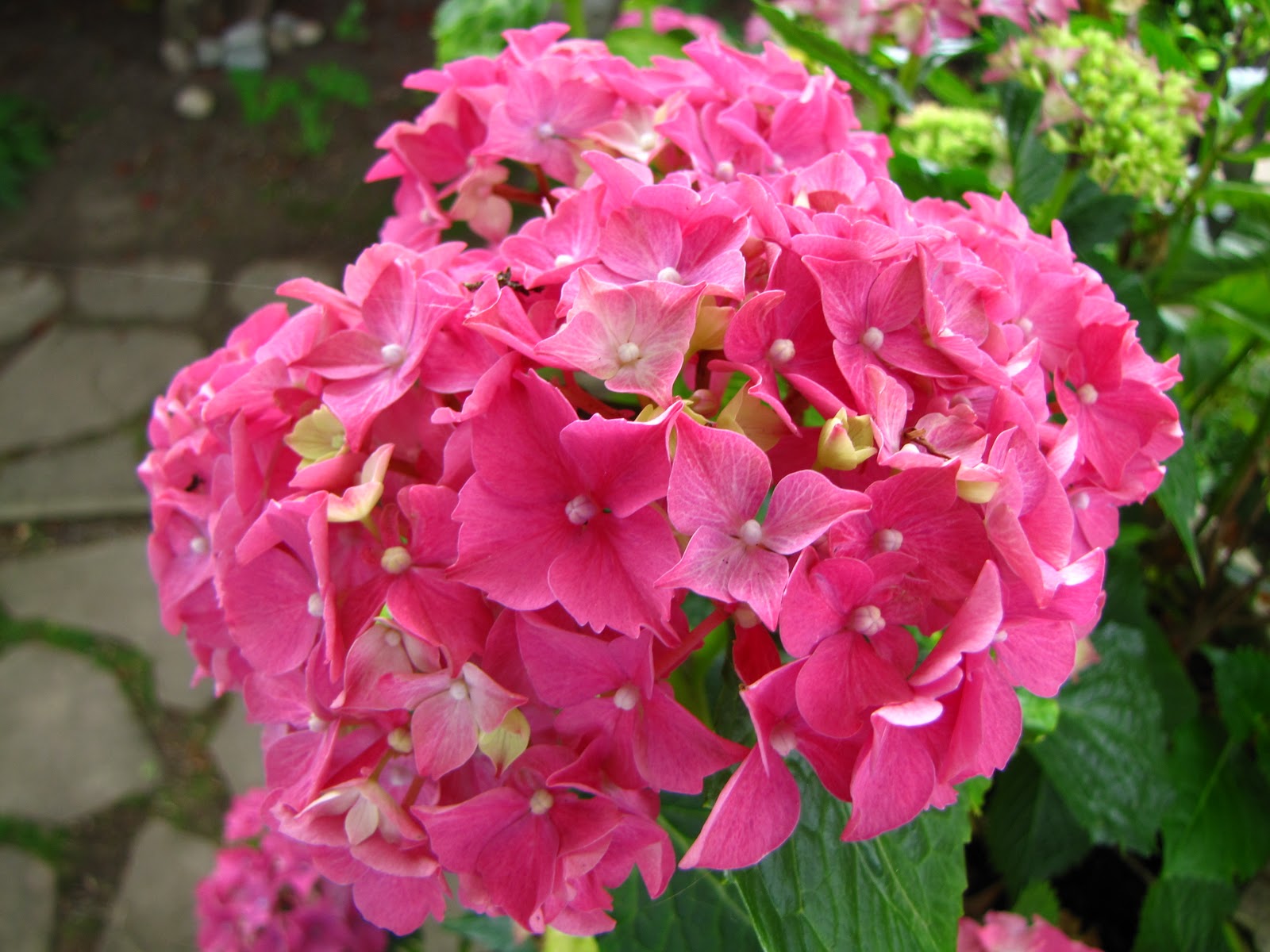 Cherry Berry 5 Chinese New Year Flowers And Their Meaning