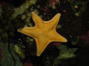 starfish NZ S.Isl