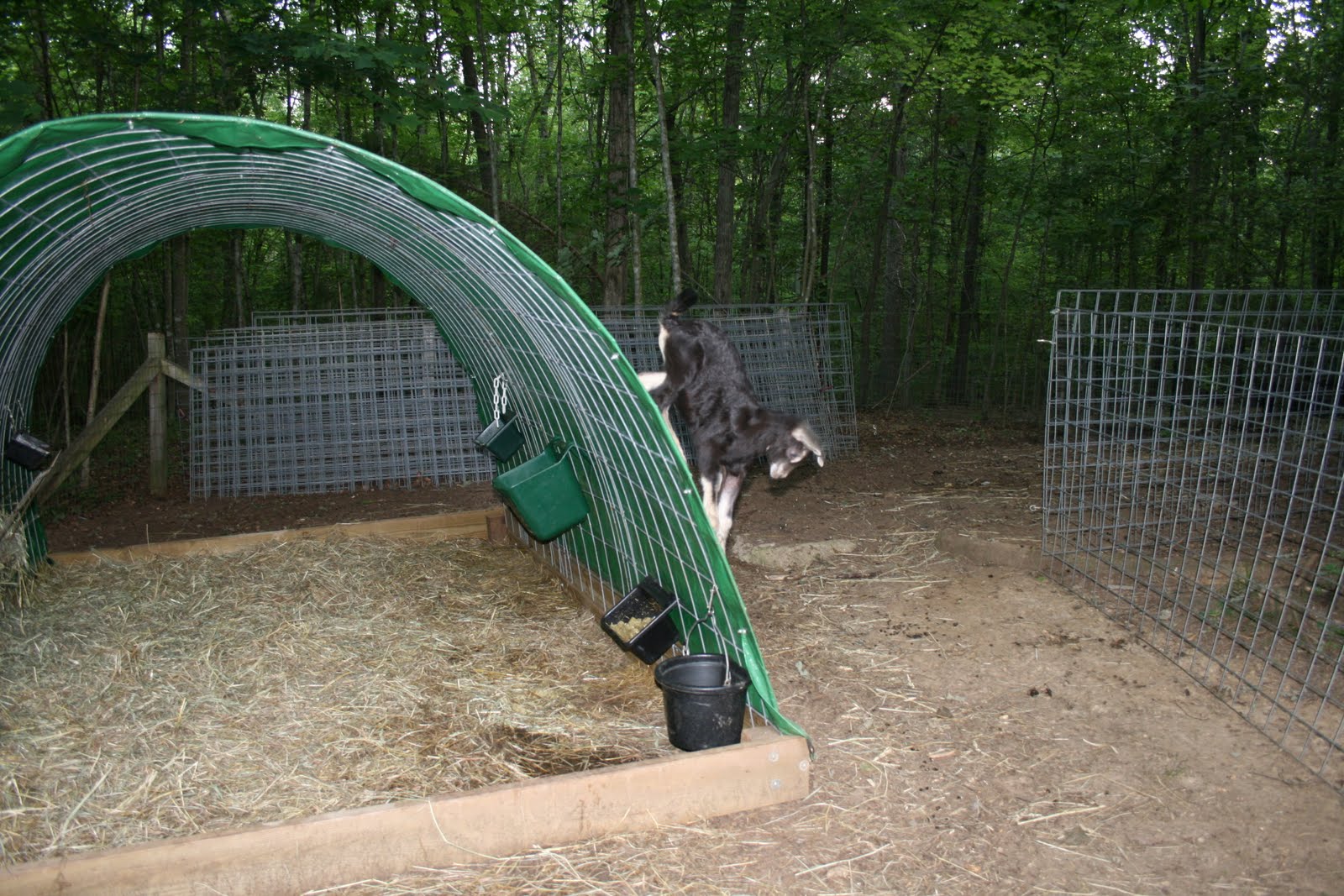 A Tiny Homestead June 2010