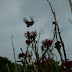 Hummingbird Hawk