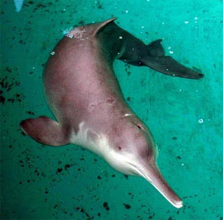extinction of baiji Only about 1000 of the critically-endangered aquatic mammals survive in china. extinction of baiji Only about 1000 of the critically-endangered aquatic mammals survive in china.