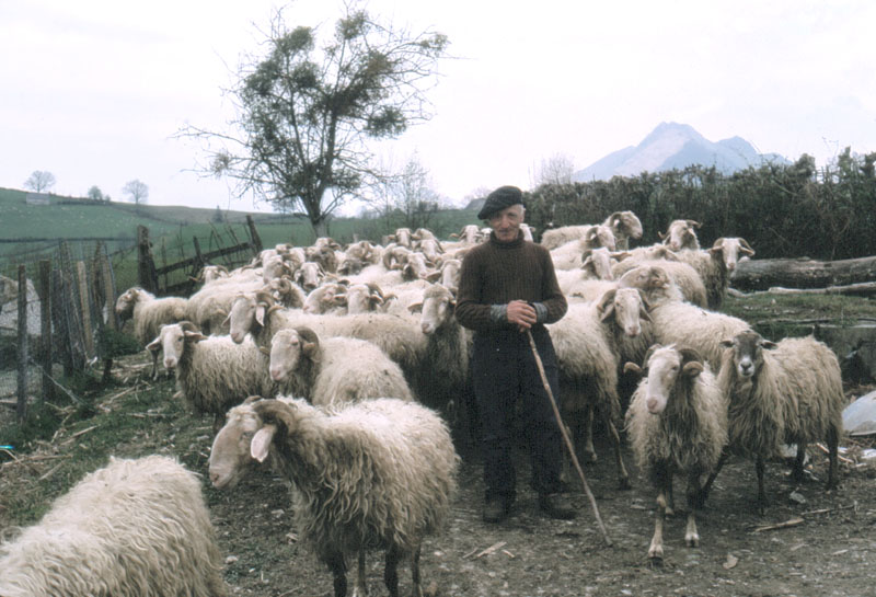 sheep farming is therefore an