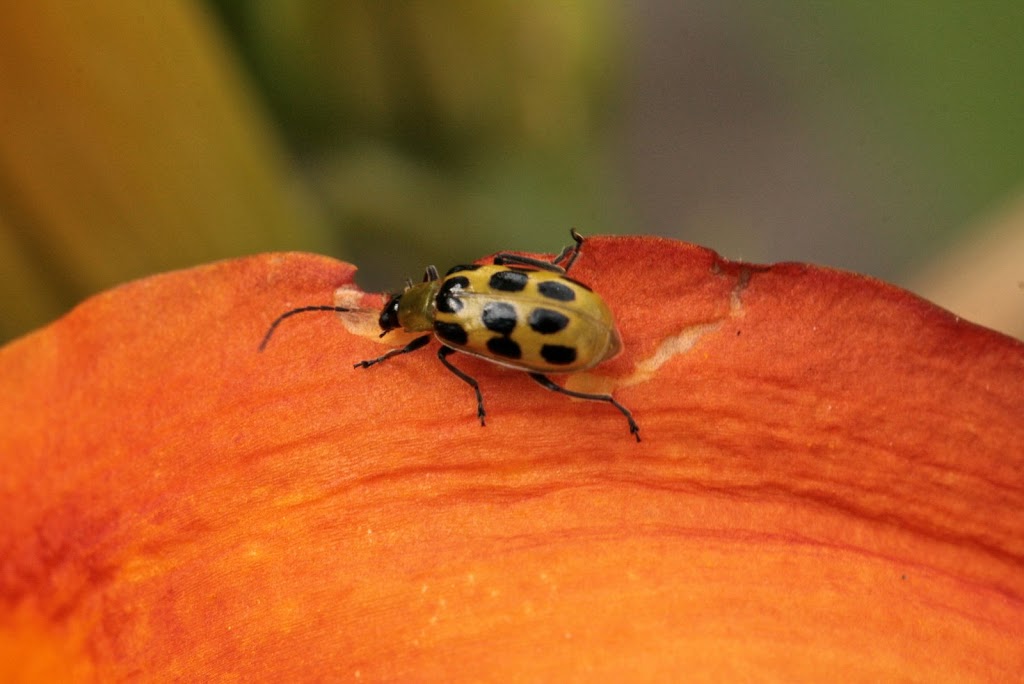Tiny Spotted Bugs