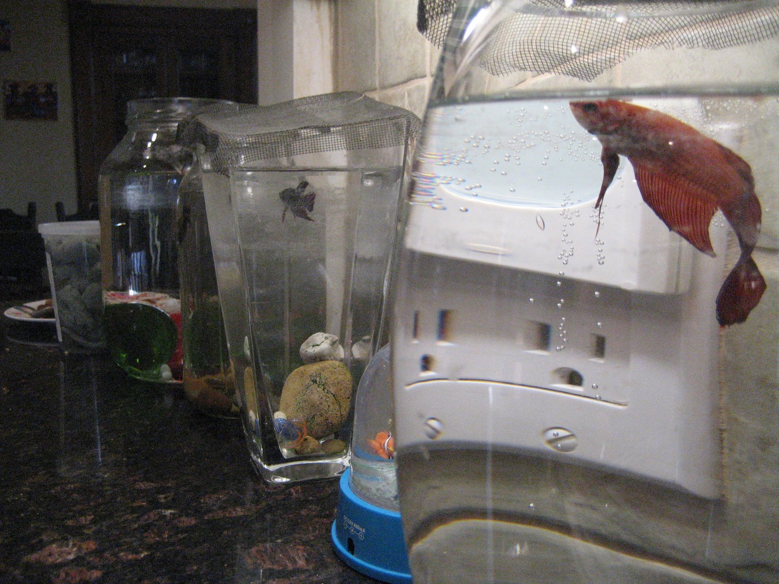 [flora's+march+09+217.jpg]