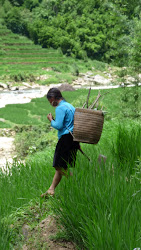 mujer trabajando en arrozales