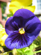 Oh My Purple Pansy