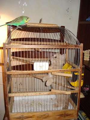 Real Tweety Bird