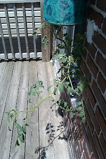 Topsy turvy tomato leaves turning yellow
