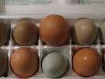 Eggs-cellent Egg Facts
