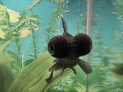 Black Aquarium Fish