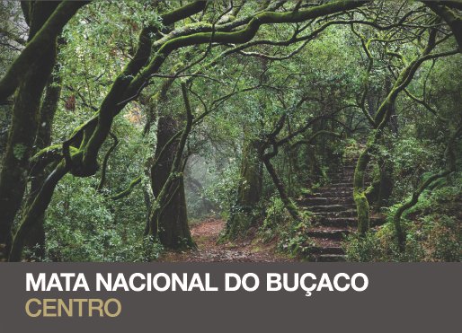 [Mata+do+Buçaco.jpg]