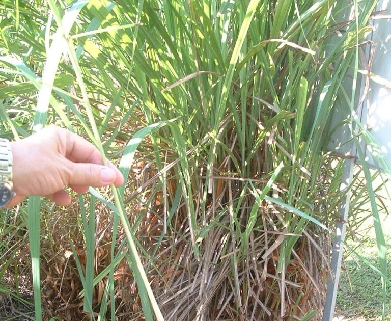 Gardening Dream Inspire Citronella Plants for repelling mosquitoes.