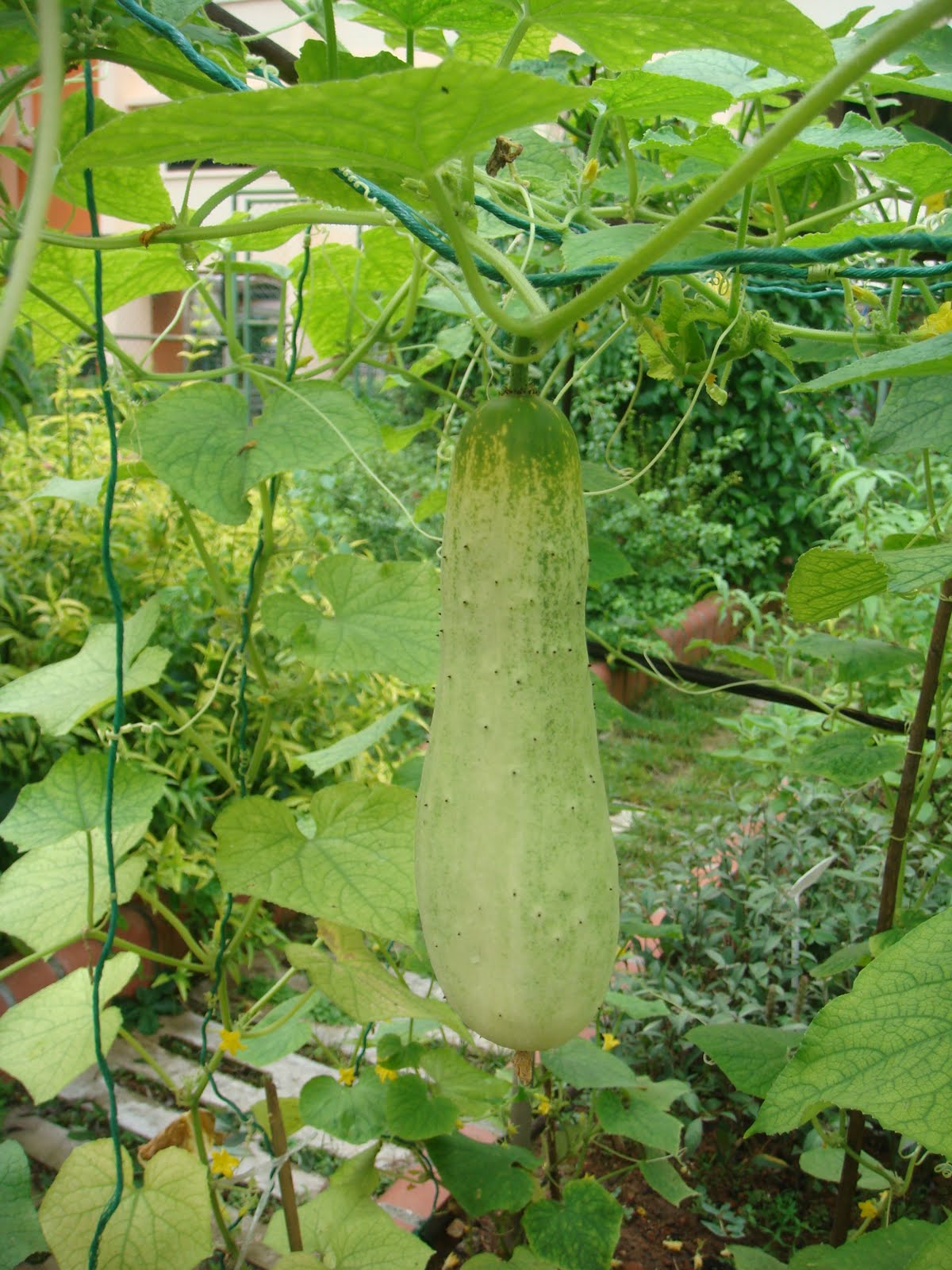 White Wonder Cucumber Vegetable Plants Pinterest
