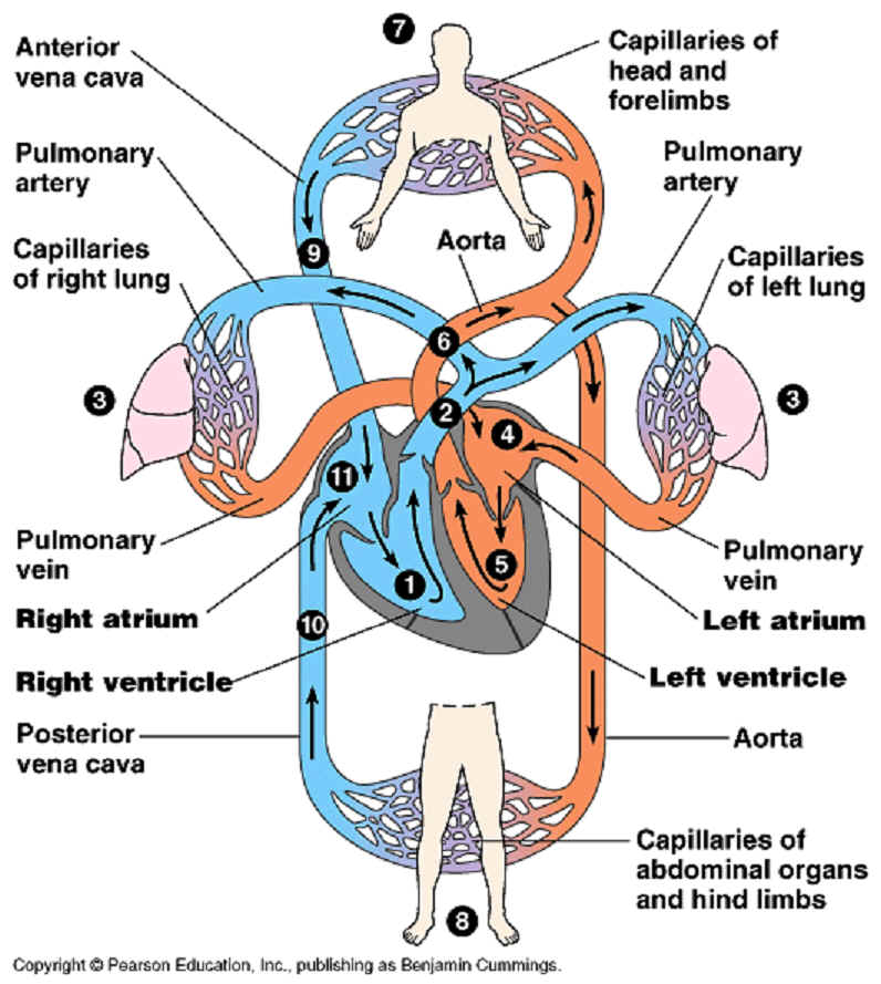 circulatory system diagram to label. circulatory system diagram