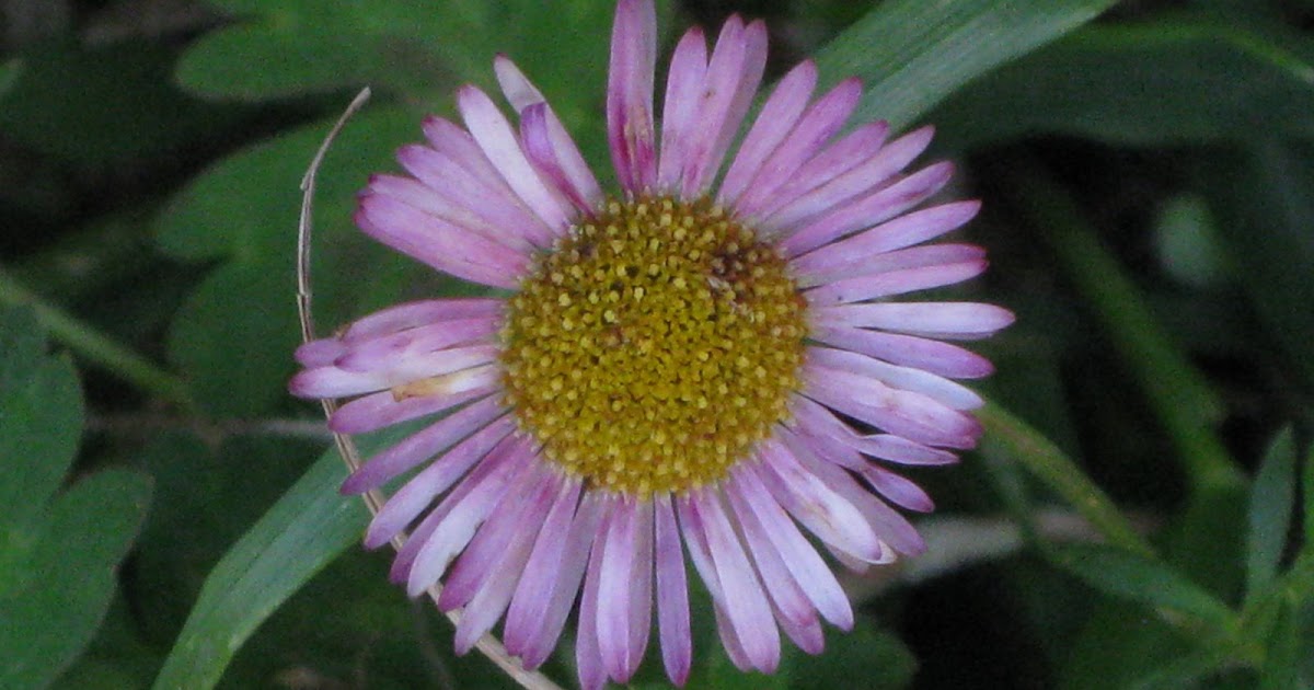 A Summer Flower Show