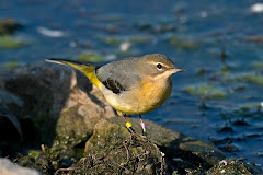 Grey Wagtail the first of three seen at Seaforth Nature Reserve (Steve Young)
