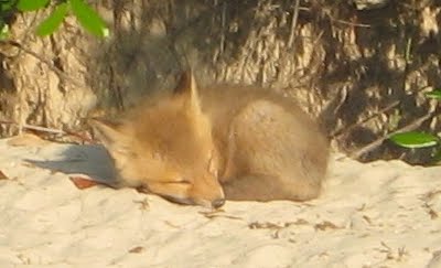 [fox+pup+sleepingJPG.jpg]