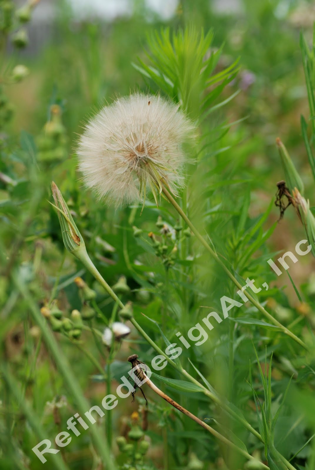 RefinedDesignArt Wild Flowers & Wild Weeds )