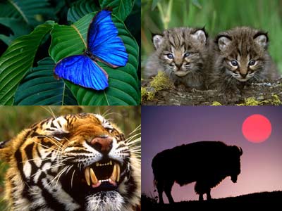 [animalwallpapers50.jpg]