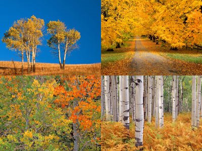 [AutumnWallpapers-30.jpg]