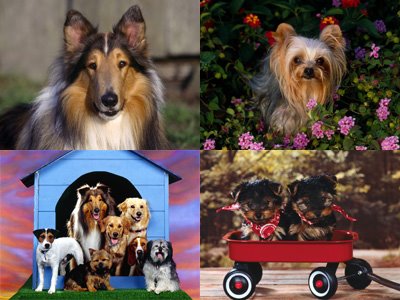 [WallpaperDog03.jpg]