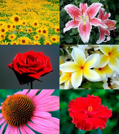 [Wallpapers-Flowers54.jpg]