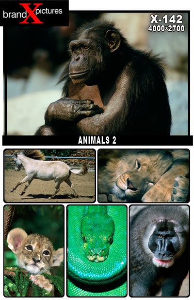 [BX142-Animals2.jpg]