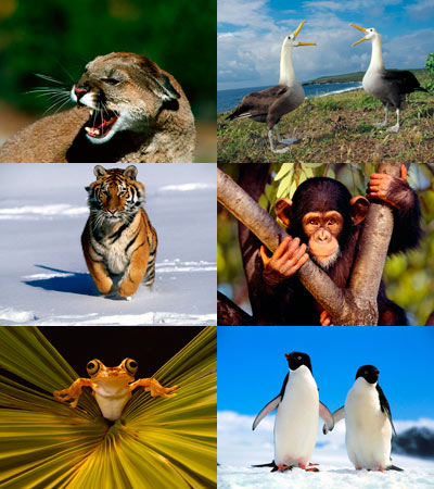 [WallpaperAnimals04.jpg]