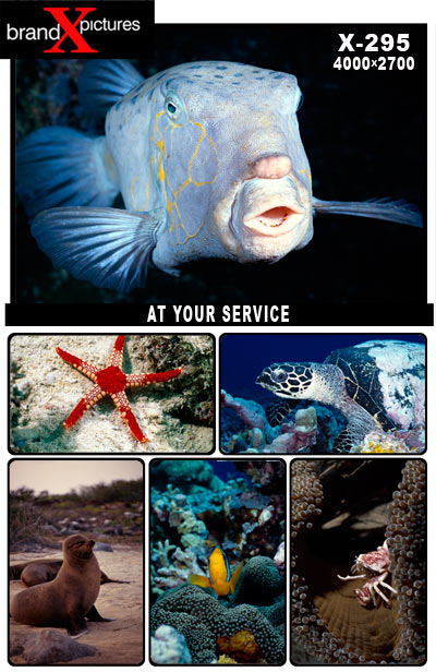 [Brand-X-183-UnderTheSea100.jpg]