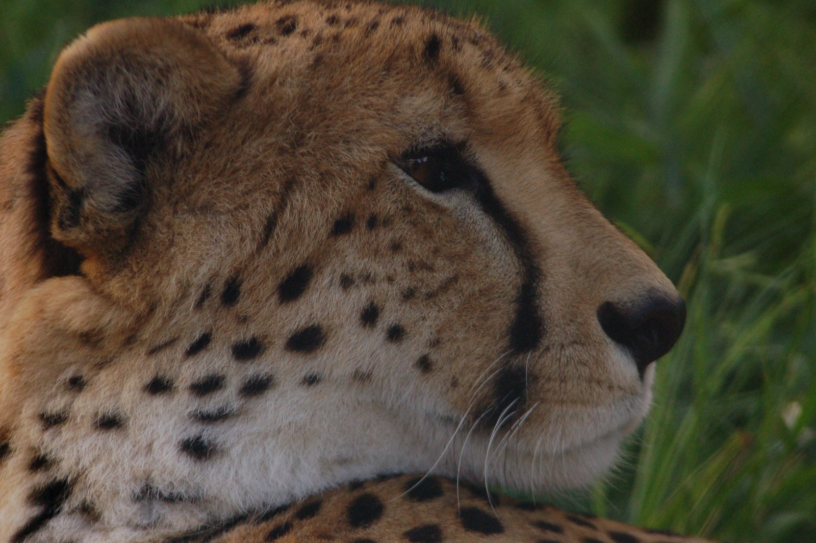 [Cheetah.jpg]
