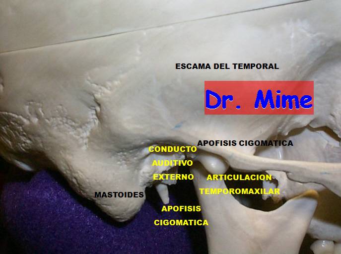 Apofisis Estiloides