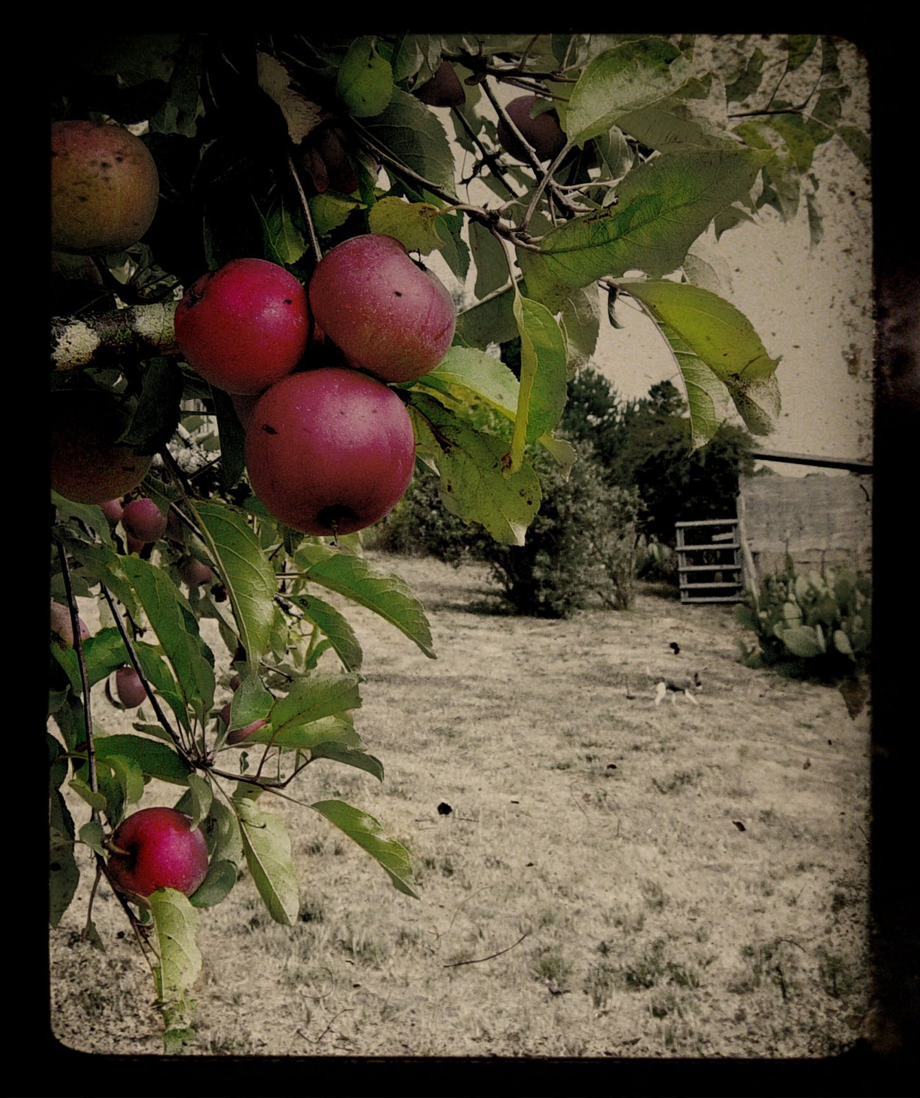 [apples.jpg]