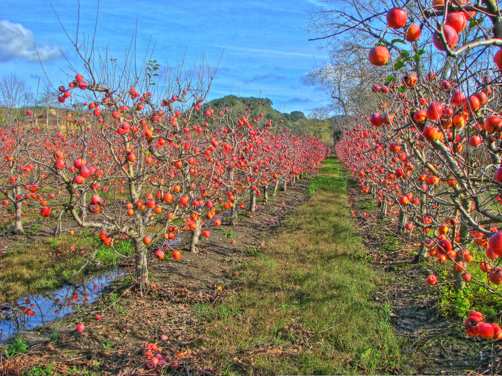 Apple orchard