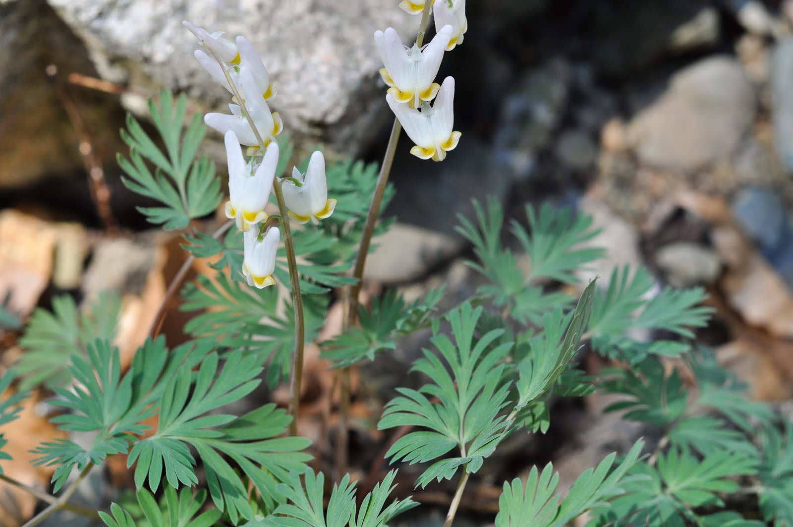 Spring Woodland Wildflower Study