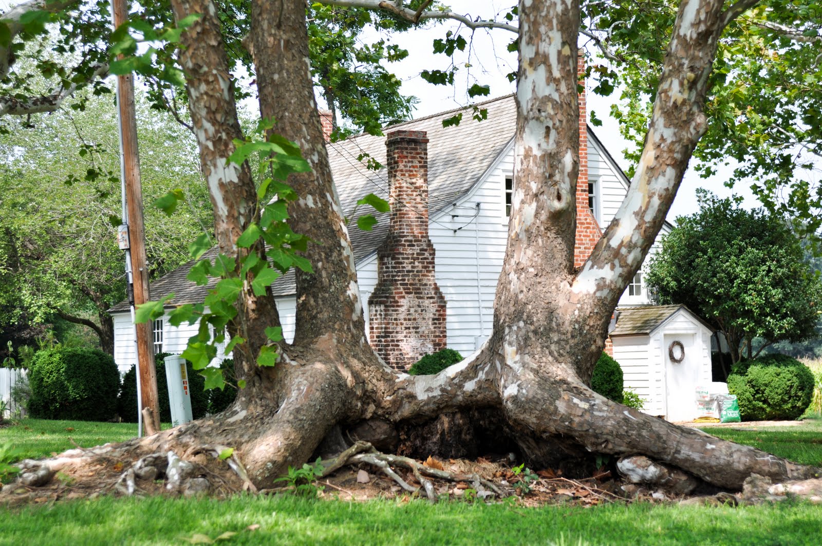 Remarkable Trees of Virginia Adventure 1