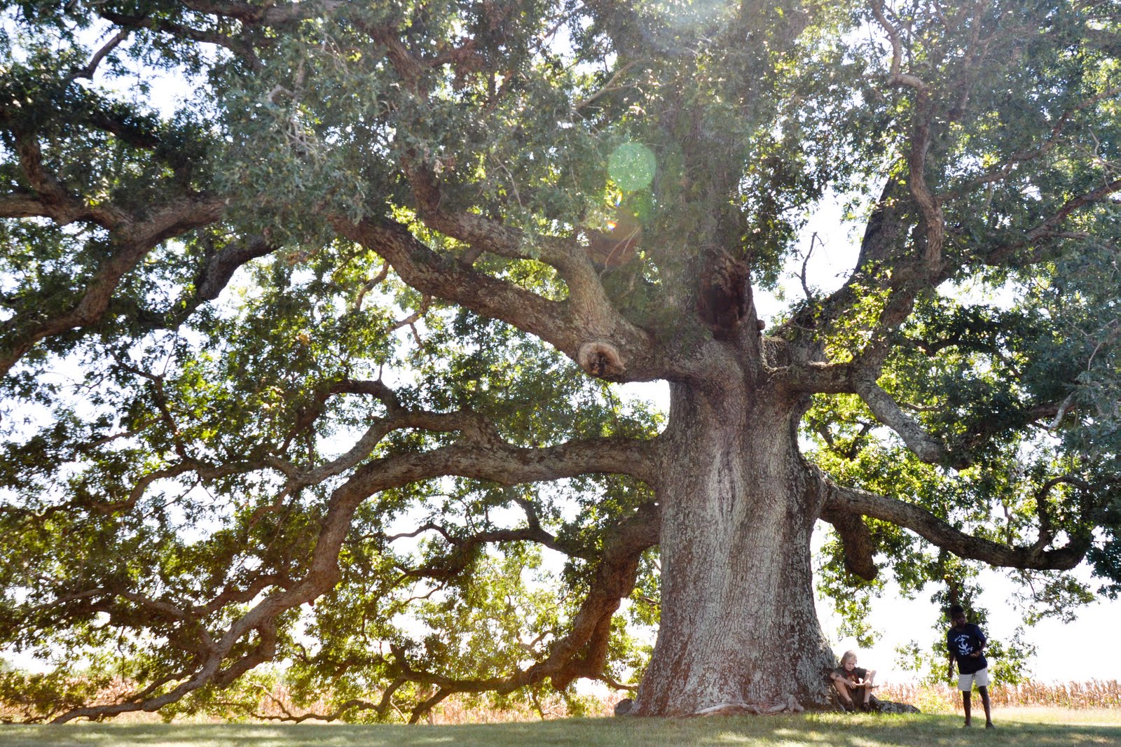 Remarkable Trees of Virginia Oak Ridge Estate White Oak