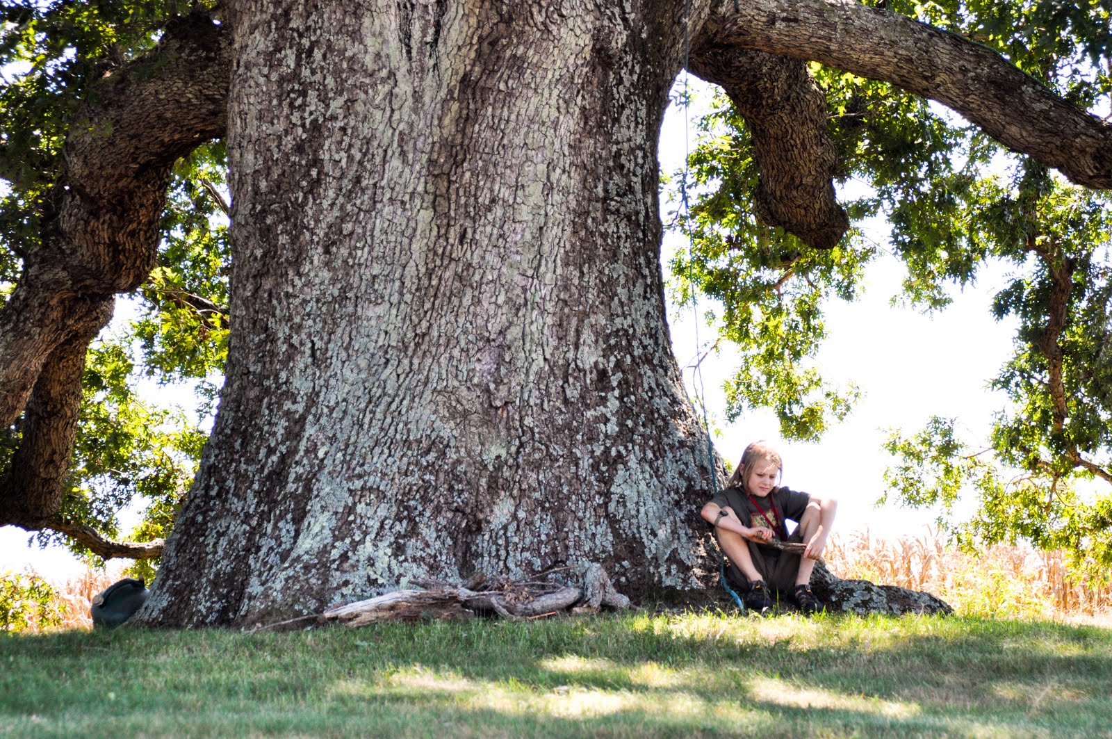 Remarkable Trees of Virginia Oak Ridge Estate White Oak