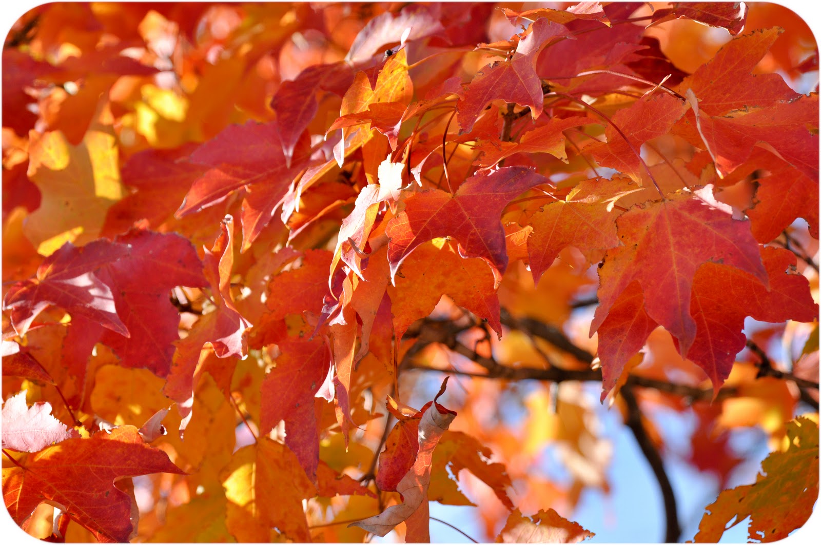 Remarkable Trees of Virginia Sperryville Sugar Maple