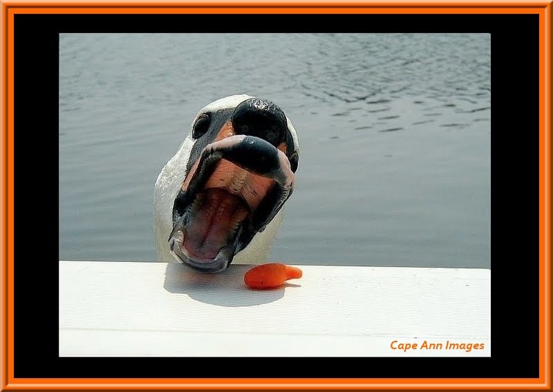 Swan Attacking Goldfish !