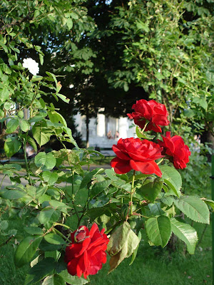 Volksgarten Rose Garden Vienna