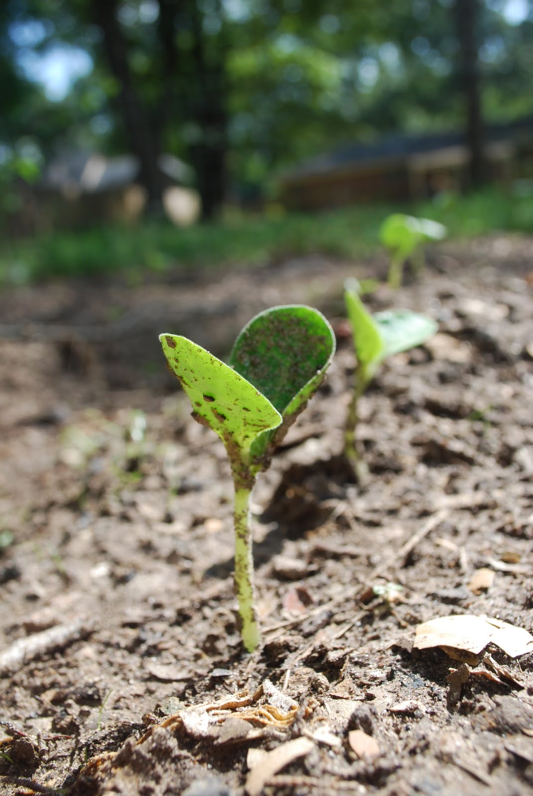 Happy Chappy Gardens Mini Jack Pumpkin Sprouts