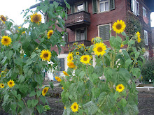 Girassóis de Oberurnen