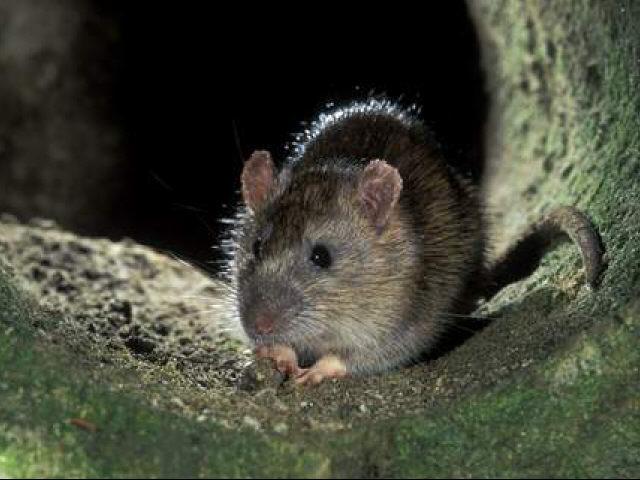 Baby Norway Rat