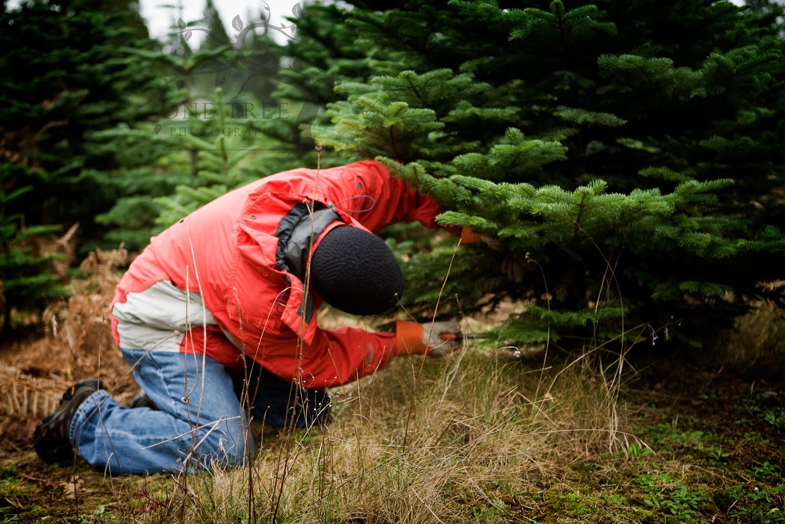 Christmas Tree Hunting » One Tree Photography